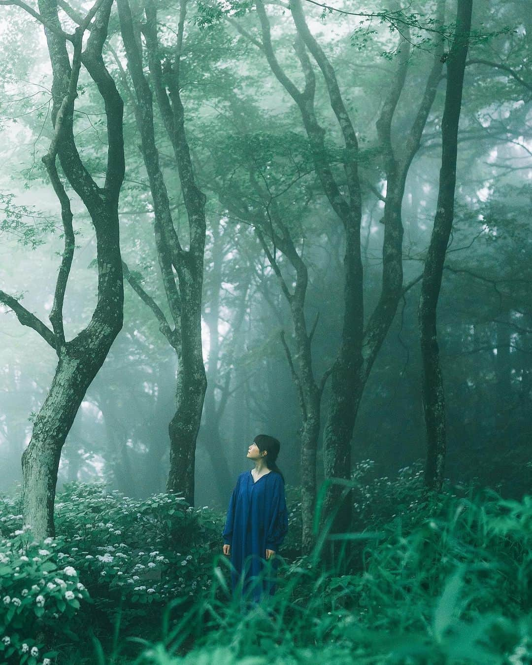 shinichi38さんのインスタグラム写真 - (shinichi38Instagram)「﻿ Foggy forest 🌲﻿  ﻿ Location 六甲山 2020/06/14 #グッとくるひょうご」6月14日 23時15分 - shinichillout54