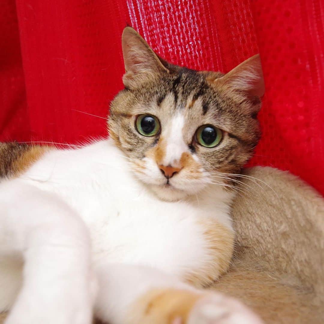 Kachimo Yoshimatsuさんのインスタグラム写真 - (Kachimo YoshimatsuInstagram)「目が大きいなあ。 Big Eyes #うちの猫ら #castella #猫 #ねこ #cat #ネコ #catstagram #ネコ部 http://kachimo.exblog.jp」6月14日 23時17分 - kachimo