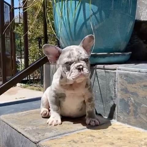 Oprahnbooのインスタグラム：「Lilac merle, male #frenchbulldog #frenchiesofinstagram #goodvibes #dogoftheyear #dogofthewold #tag #share」