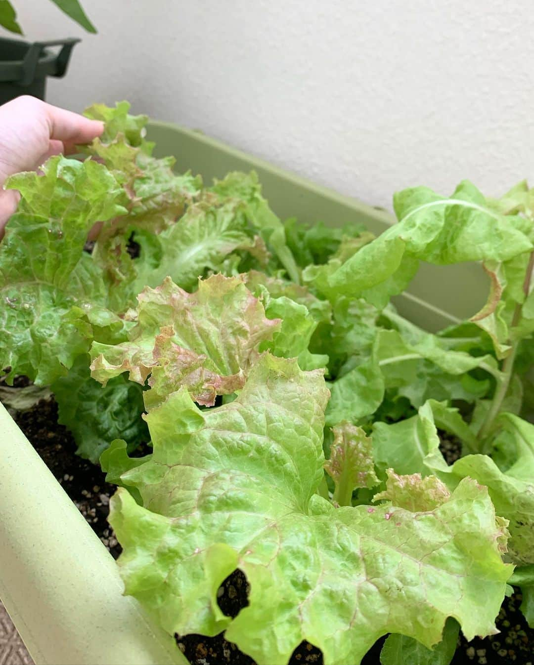 清水わかこさんのインスタグラム写真 - (清水わかこInstagram)「我が家の家庭菜園たち🥬 4月からはじめて娘が毎朝起きたら水やりをしてくれて、大葉や、バジル、サニーレタスはすでに収穫して食べてるのだけど 興味本位で育てているこの白ナス🤍🍆も先週から可愛いお花が咲き始めました。(人工受粉しなくても大丈夫と書いてあったけど、果たしてちゃんと身はできるのかな🧐笑) #何気なく始めた #家庭菜園  #小さな癒しがあって楽しい #可愛いお花 #今週もこの子たちから小さな癒しもらう」6月15日 9時13分 - wakacham_