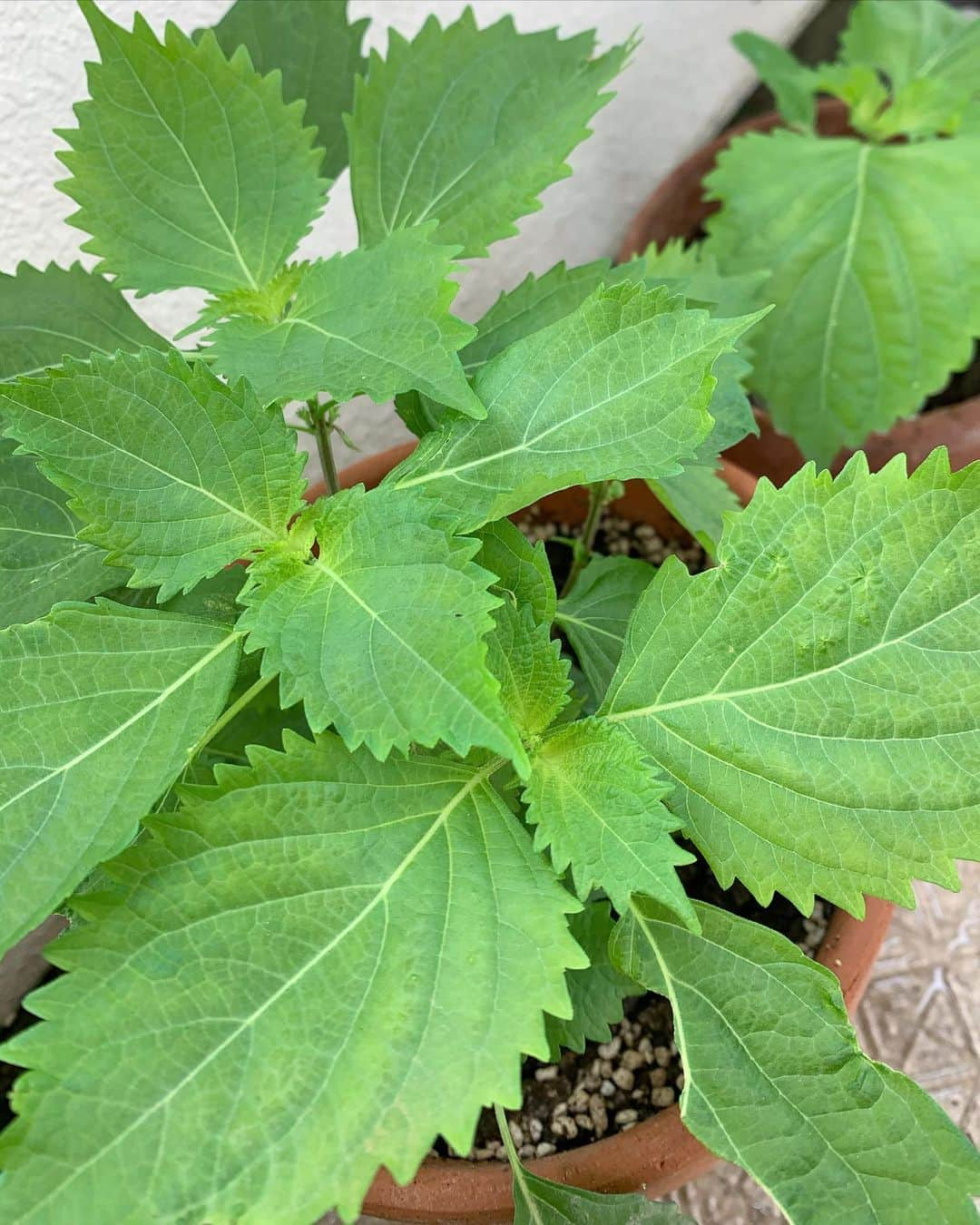 清水わかこさんのインスタグラム写真 - (清水わかこInstagram)「我が家の家庭菜園たち🥬 4月からはじめて娘が毎朝起きたら水やりをしてくれて、大葉や、バジル、サニーレタスはすでに収穫して食べてるのだけど 興味本位で育てているこの白ナス🤍🍆も先週から可愛いお花が咲き始めました。(人工受粉しなくても大丈夫と書いてあったけど、果たしてちゃんと身はできるのかな🧐笑) #何気なく始めた #家庭菜園  #小さな癒しがあって楽しい #可愛いお花 #今週もこの子たちから小さな癒しもらう」6月15日 9時13分 - wakacham_