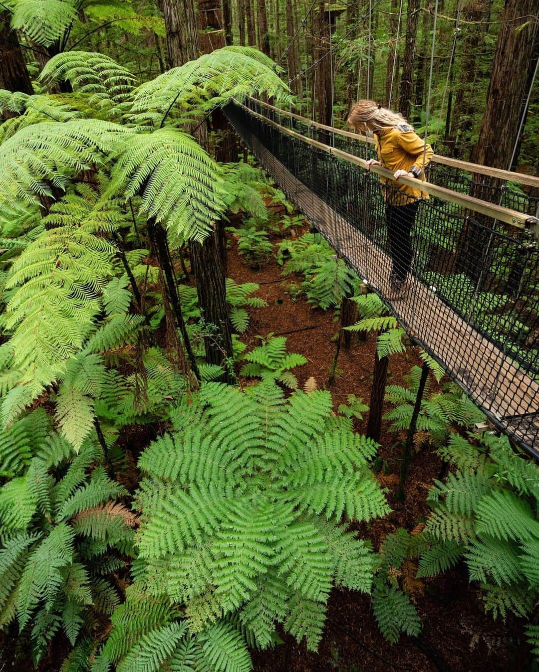 Travis Burkeさんのインスタグラム写真 - (Travis BurkeInstagram)「Check out this California Redwood forest in New Zealand!  This unique path is suspended 20 meters high using slings around the trunks of the trees traveling 700m through the grove of redwoods! The ferns that blanket the floor created such beautiful symmetry beneath our feet. Swipe to see how the forest transforms with these unique eco-art installations after nightfall.  Ancient forests, oceans apart, making us feel a little closer to home.  @Treewalknz w/ @gypsealaysea  #californiaredwoods #suspensionbrindge #newzealand」6月15日 9時26分 - travisburkephotography