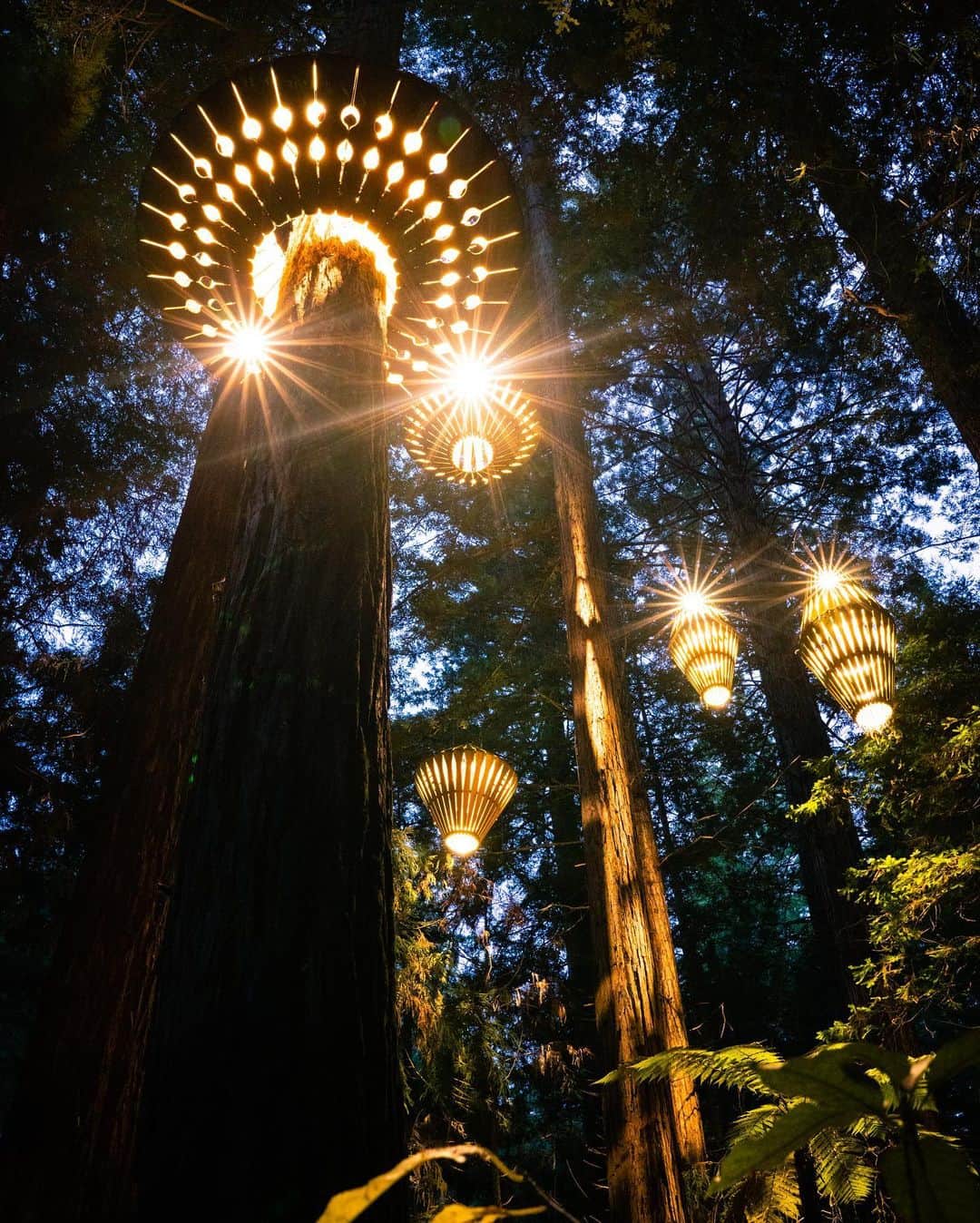 Travis Burkeさんのインスタグラム写真 - (Travis BurkeInstagram)「Check out this California Redwood forest in New Zealand!  This unique path is suspended 20 meters high using slings around the trunks of the trees traveling 700m through the grove of redwoods! The ferns that blanket the floor created such beautiful symmetry beneath our feet. Swipe to see how the forest transforms with these unique eco-art installations after nightfall.  Ancient forests, oceans apart, making us feel a little closer to home.  @Treewalknz w/ @gypsealaysea  #californiaredwoods #suspensionbrindge #newzealand」6月15日 9時26分 - travisburkephotography