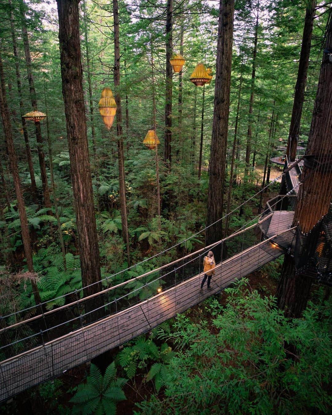Travis Burkeのインスタグラム：「Check out this California Redwood forest in New Zealand!  This unique path is suspended 20 meters high using slings around the trunks of the trees traveling 700m through the grove of redwoods! The ferns that blanket the floor created such beautiful symmetry beneath our feet. Swipe to see how the forest transforms with these unique eco-art installations after nightfall.  Ancient forests, oceans apart, making us feel a little closer to home.  @Treewalknz w/ @gypsealaysea  #californiaredwoods #suspensionbrindge #newzealand」