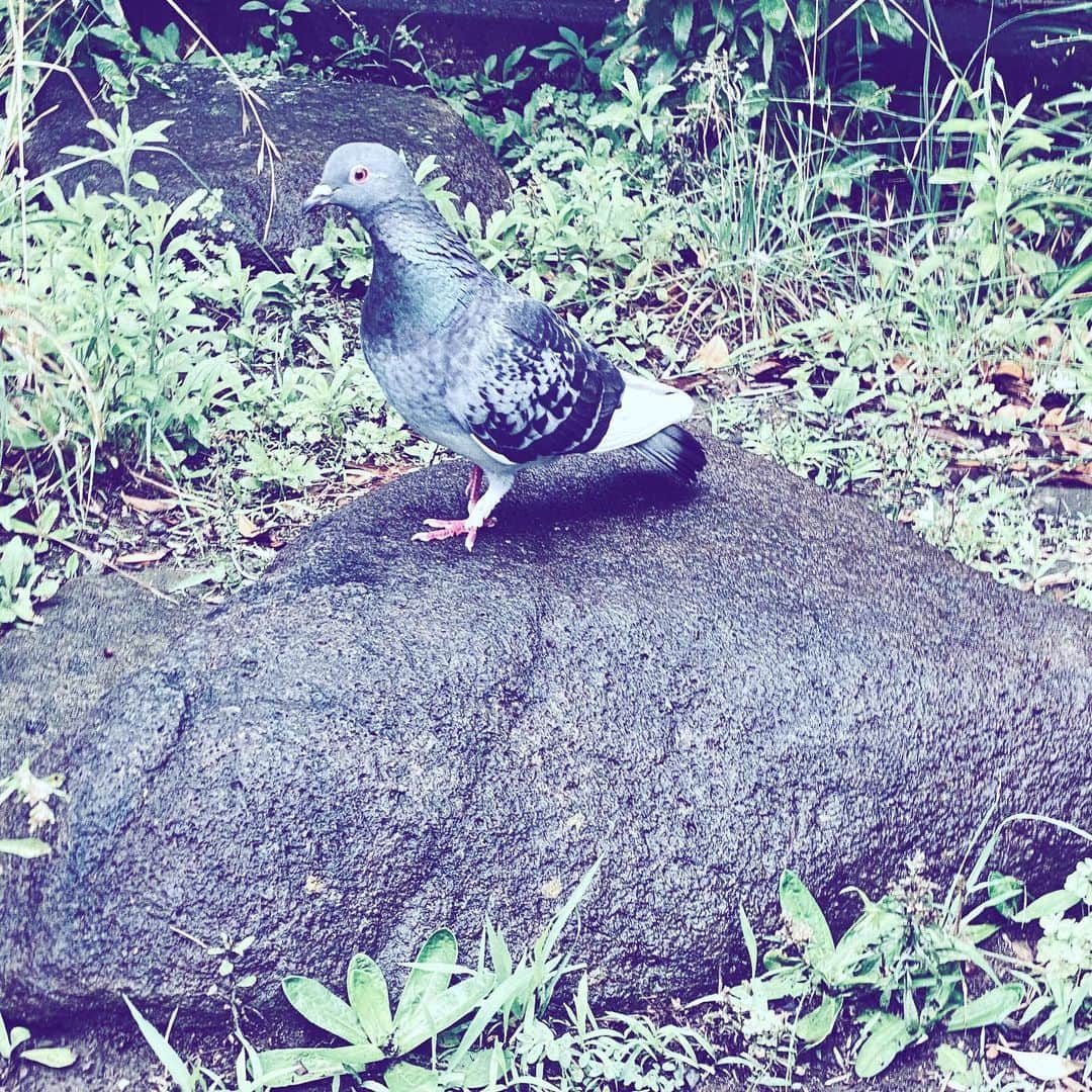のインスタグラム：「#pigeon #onstage #bird #street #hope」