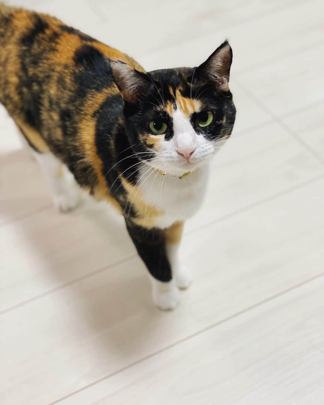 津田大介のインスタグラム：「5月に入って保護猫のトライアルをしていたのですが、正式に譲り受けることになりました。名前は「もなか」にしました。なでなでと煮干が好物の三毛猫です。よろしくお願いします。」