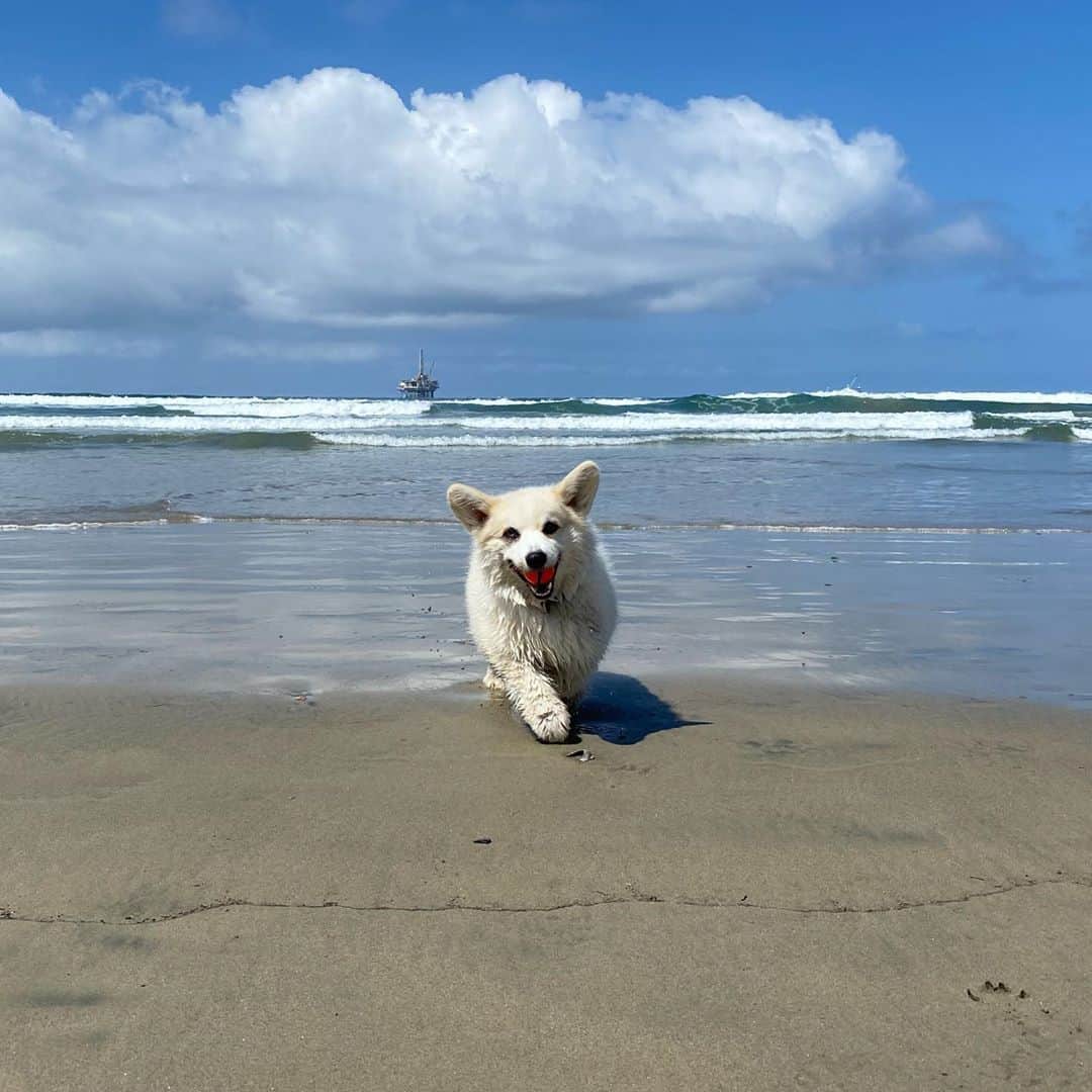 Winston the White Corgiのインスタグラム：「Be kind to yourself and others」