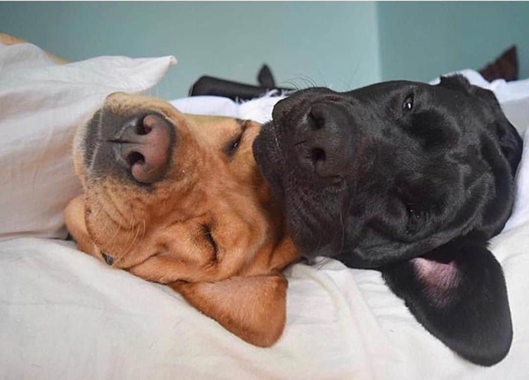 Jake And Gingerさんのインスタグラム写真 - (Jake And GingerInstagram)「Just a relaxing Sunday 🥰 #labsofinstagram #lab #labradorretriever #talesofalab #sundayfunday #sunday #dogsofinstagram #dogs #dogstagram」6月15日 2時29分 - jake_n_ginger