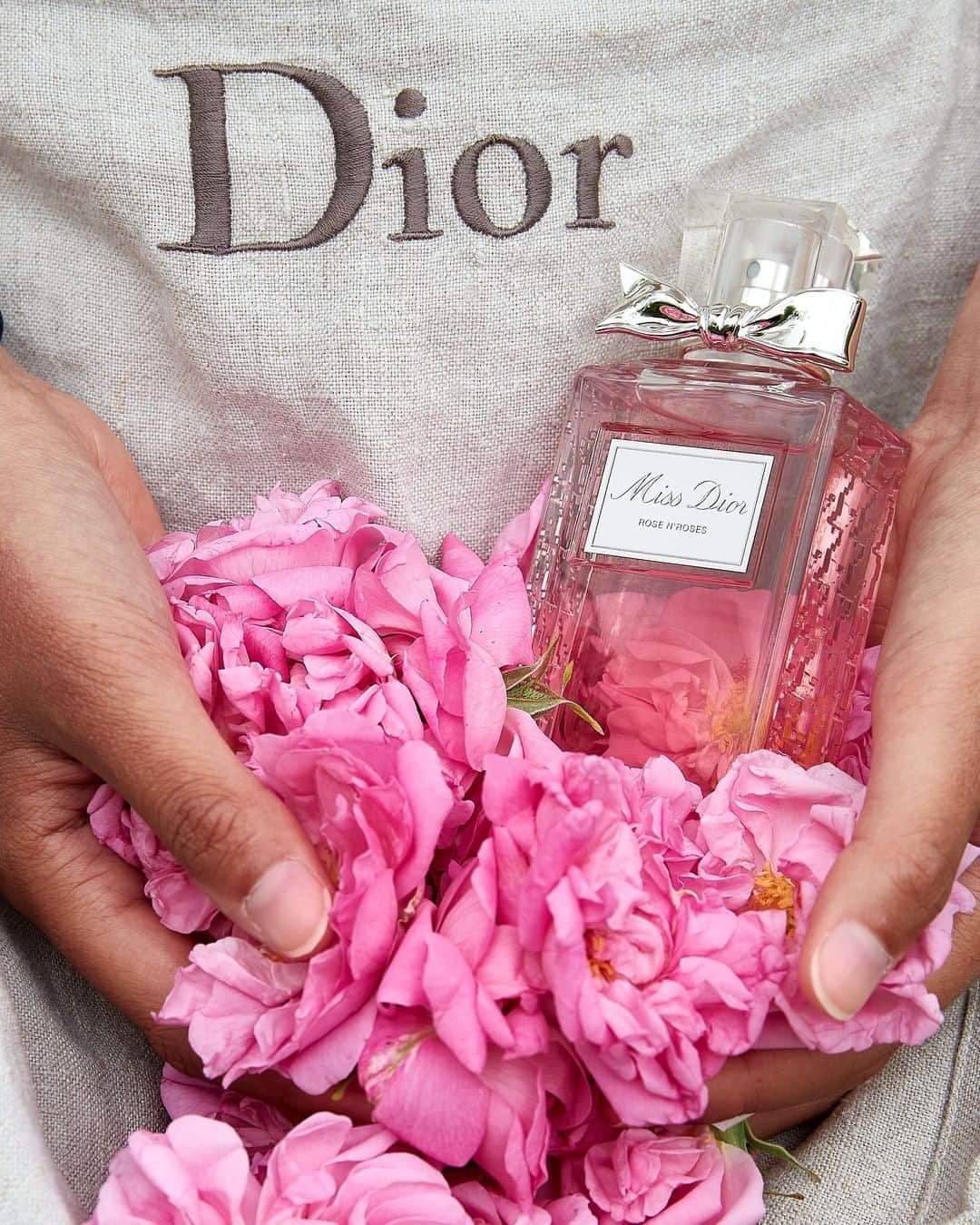 クリスチャンディオールさんのインスタグラム写真 - (クリスチャンディオールInstagram)「DIOR LES RECOLTES - GRASSE ROSE The wild beauty of nature and the smells of Grasse inspired Christian Dior in the creation of his first perfume, Miss Dior. Today, the new Miss Dior Rose N'Roses continues this love of an abundance of fresh colorful #GrasseRose petals. • #DiorParfums #DiorLesRecoltes #MissDiorForLove @diorparfums」6月15日 3時00分 - dior