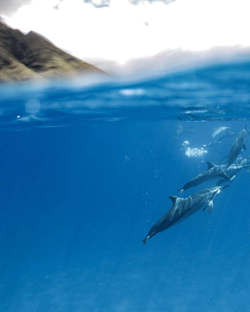 And Youさんのインスタグラム写真 - (And YouInstagram)「What are your Sunday FunDay plans? 🐬 . . . . . ​#sundayfunday #saltwaternomads #oceania #underwaterphotography #underover #dolphins #beautifuldestinations #exploretocreate」6月15日 4時14分 - dolphinsandyou