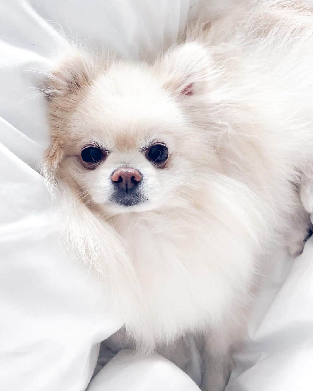 Buddy Boo Blueのインスタグラム：「Woke up to this face today 🐶」