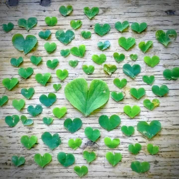 Tea and sittingのインスタグラム：「💚...72 hearts for the 72 lives lost in Grenfell Tower 3 years ago today...3 years later and still no justice...a truly awful example of the result of putting profit over people’s lives... #green4grenfell #72hearts #grenfell #grenfellunited #justice4grenfell」