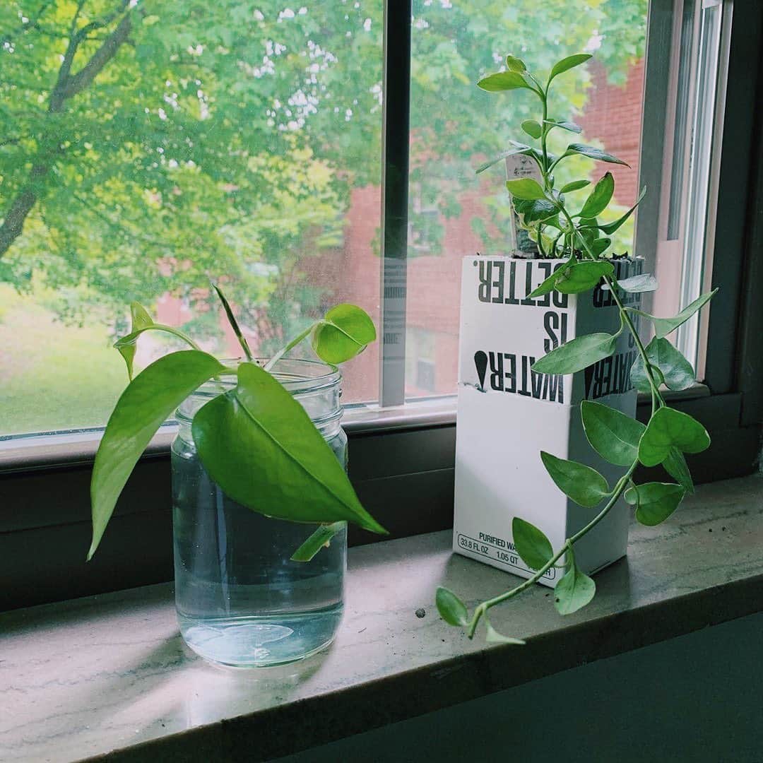 BoxedWaterさんのインスタグラム写真 - (BoxedWaterInstagram)「Oh yes! We just love seeing you repurpose our cartons! #HousePlant Goals 🌿✨Make sure to share your repurposed cartons by tagging us & #BetterPlanet 📷: @mylife_newroute」6月15日 5時00分 - boxedwater