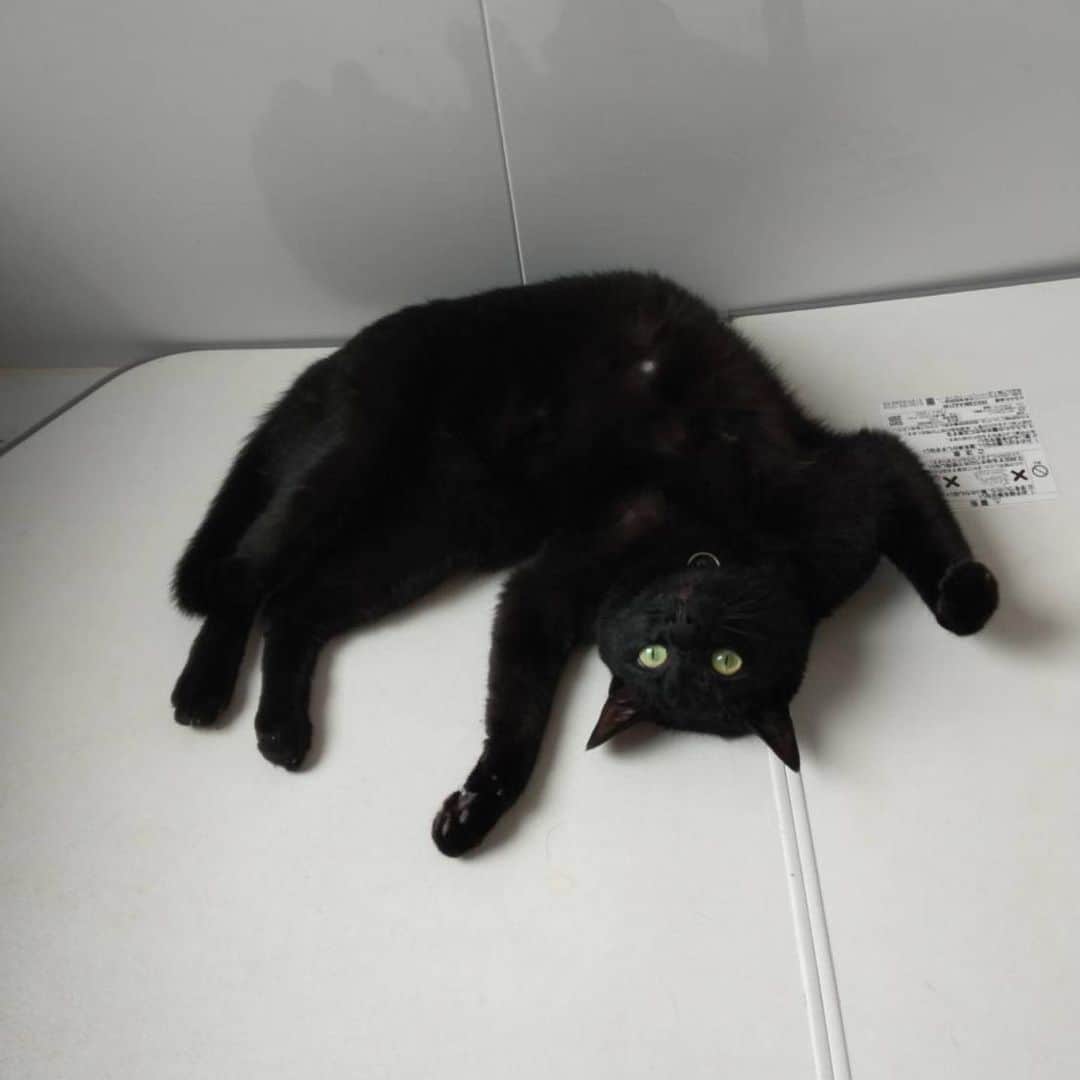 畑喜子さんのインスタグラム写真 - (畑喜子Instagram)「‪私「首輪ついてないやん！！」‬ ‪猫「安心してくだい！着いてますよ」‬ ‪#猫‬ ‪#猫のいる暮らし‬ #ねこすたぐらむ」6月15日 10時32分 - carnelian_hata