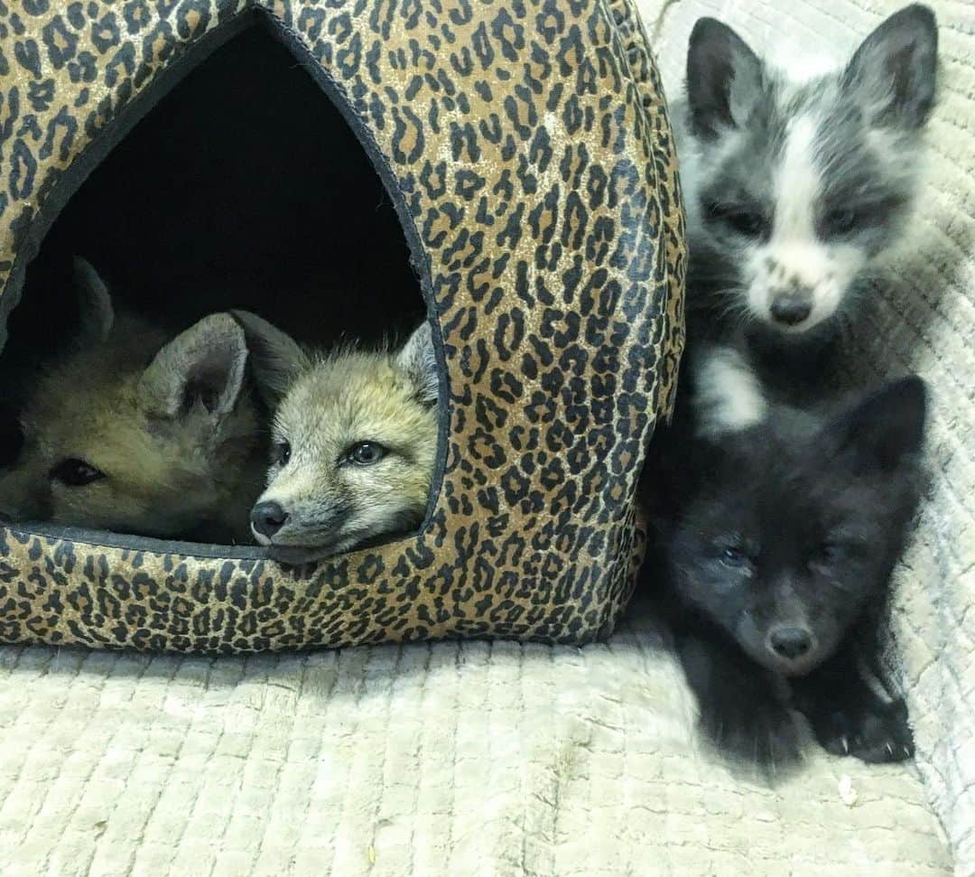 Rylaiさんのインスタグラム写真 - (RylaiInstagram)「We would like to introduce everyone to Panda’s friends..... Panda is a beautiful little baby fox and these are her BFFs.... . Stay tuned for details in how you can help with the #JABCECC next project!!! . . . #ppp #panda&herpalsproject #panda #foxes #babyfoxes #platinumfox #silverfpx #redfox #savefoxes #adoptafox #rescuefoxes #lovefoxes #adoptdontshop #furfree #fundraiser #togetherwecan #fightforthem #nonprofit #sandiego #southernutah #socal #foxencounters #animalencounters #lucan #viktor #maksa #mikhail #foxesofig #support #fromrussiawithlove」6月15日 5時24分 - jabcecc
