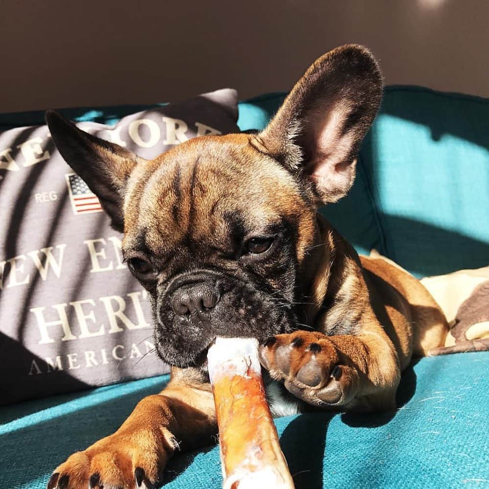 Regeneratti&Oliveira Kennelさんのインスタグラム写真 - (Regeneratti&Oliveira KennelInstagram)「A great way to keep your dog’s teeth healthy…is by giving them stuff to chew on! These #BullyGnawers from @naturaldogcompany are great because they’re 100% pure grass-fed beef, making them easy for dogs to digest and a healthy snack! . ⭐ Save 20% off @naturaldogcompany with code JMARCOZ at NaturalDog.com | worldwide shipping | ad 📷: @jango_and_boba. . . . . . #frenchie #frenchbulldog #buhi #frenchielove #frenchbulldogsofinstagram #frenchiesofinstagram #frenchbulldoglovers #frenchbulldoglife #dailyfrenchie #bullieslife #dog #puppy #instagood  #pet #animals #frenchies1  #photooftheday #dogsofinstagram #instagramdogsi #dogstagram #dogoftheday  #adorable #doglover #instapuppy #instadog #buzzfeed #naturaldogcompany」6月15日 5時46分 - jmarcoz