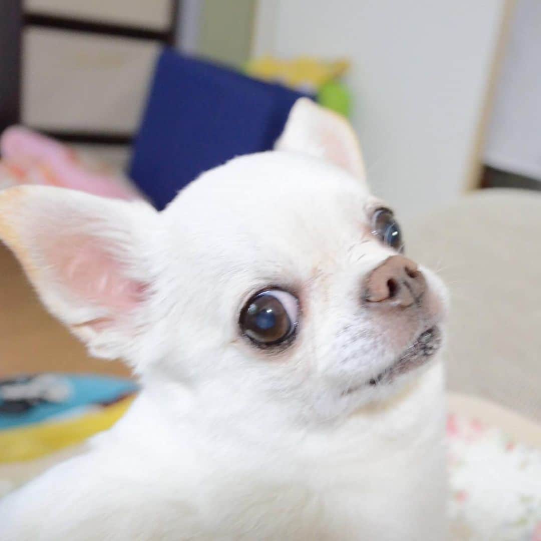 のインスタグラム：「おはようございます♪ *  #dogofsapporo #dog, #dogs, #dogstagram,#chihuahua,#犬バカ部,#チワワ,#koriki, #hanadog #白スムチ連合会, #スムチー,  #dogofthedayjp, #dogoftheday  #ilovemydog #instadog #instapet #WhiteChihuahua  #吉娃娃 #치와와  #dogsofinstagram #Chihuahualover  #ชิวาวา #チワワの輪 #barkbox #WhiteChihuahuaParty #もふもふモフモフ」