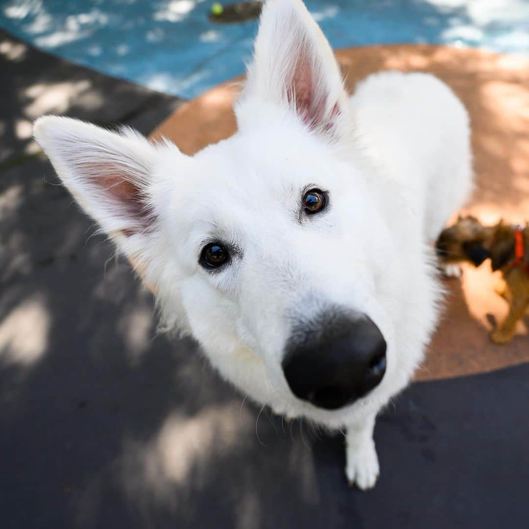 The Dogistさんのインスタグラム写真 - (The DogistInstagram)「Laika, White Swiss Shepherd (11 m/o), Leroy Street Dog Park, New York, NY • “All about balls and getting pets.”」6月15日 6時18分 - thedogist