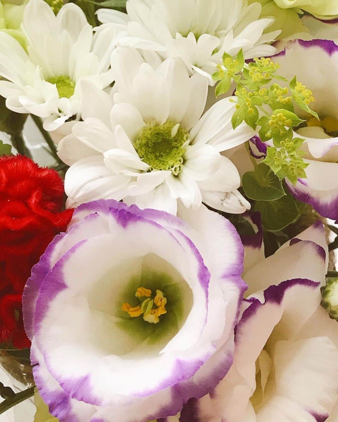 前野えまさんのインスタグラム写真 - (前野えまInstagram)「自己流ですが、お花のアレンジに初挑戦💐 紫のトルコキキョウ可愛かったので、トルコキキョウに合わせてお花を選んでみました💜 ・ #おはようございます #フラワーアレンジメント #初挑戦 #トルコキキョウ #スプレーマム #スプレーカーネーション #ブプレリウム #ベランダガーデニング #前野えま  #goodmorning #flowers #flowerstagram #flowerphotography #flowerarrangement #beginner #flowerlovers  #followme #tagsforlikes #tflers #tagsforlikesapp #actress #girl #photography #portrait #portraitphotography」6月15日 6時30分 - maeno_ema