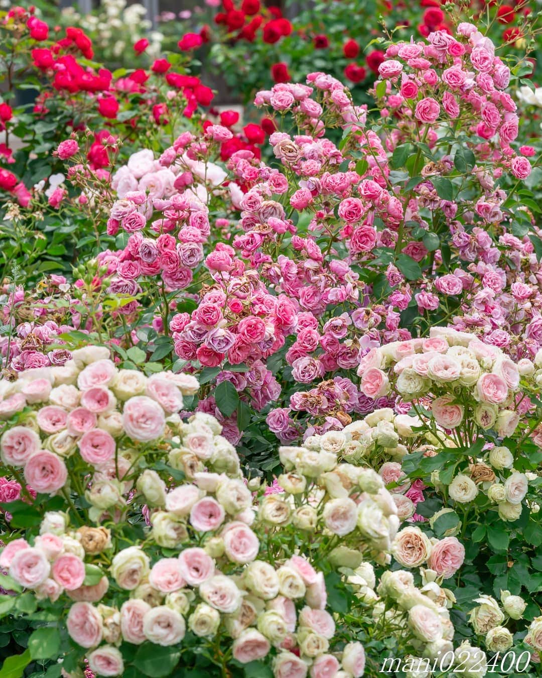mani022400さんのインスタグラム写真 - (mani022400Instagram)「. 15 Jun. 2020 ． . Good morning🌸🌺🌹✨ たくさん咲いてました〜😆 . . . 🌺🌺🌺🌷🌷🌷🌹🌹🌹🌸🌸🌸 ご訪問ありがとうございます🙇 . お花以外の写真は サブアカウントにポストしています。 良かったら、覗いてください🙇🙇 ⬇️⬇️⬇️ @mani0224000 . 🌺🌺🌺🌷🌷🌷🌹🌹🌹🌸🌸🌸 . . . バラ 🔷🔷🔷🔷🔷🔷🔷🔷🔷 #カメラ好きな人と繋がりたい  #flower  #花 #flowers  #写真好きな人と繋がりたい love_bestjapan  serahana #ファインダー越しの私の世界  #healing_roses_  #bns_lite #eclecticshow #explore_floral . #9Vaga_Rose9 9vaga9  9vaga_3flowers9  #floristsandflowers #ip_blossoms_vip  #fabulous_shots ig_flowers #ponyfony_flowers #meiko_roses  meiko_flora_member #myheartinshots #la_flowers #rainbow_petals #top_favourite_flowers  #quintaflower #inspiring_shot #phx_flowers dreaming_in_macro #flower_special_legend  nature_special_legend  #ind_flowers #tv_flowers #best_mmf_vipday  #best_beauty_flora_  9vaga_flowersart9 #ptk_flowers #fleur_noblesse_m .」6月15日 6時30分 - mani022400