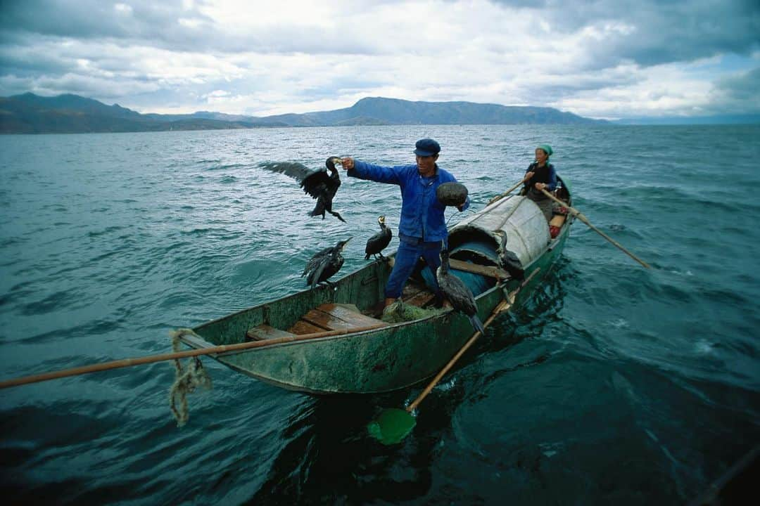 Michael Yamashitaさんのインスタグラム写真 - (Michael YamashitaInstagram)「Erhai Lake translates to “ear shaped sea,” as the view from the surrounding mountains might suggest.  It is the second largest alpine lake in China and a major feeder to the Mekong, it’s waters draining into the Lancang Jiang at the lake’s outlet on it’s southern shore. Once an important food source, it is famous for the local traditional fishing methods, using trained cormorants to hunt for fish. Rings are fixed around the bird’s necks so they can only swallow the smallest sized ones. The birds then dive and return their unswallowable catches to their masters boats for which they are rewarded with a smaller fish to eat. Now a popular tourist area, the lake has been plagued by pollution, lowering its fish stocks. But since fisherman are finding it more lucrative to perform their unique style of fishing for tourists than to actually catch fish for sustenance, only the fishermen and their unusual technique are in danger of disappearing. #erhailake #mekong #yunnan #cormorantfishing #lancang  A limited number of signed copies of Mike’s out-of-print book “A Journey on the Mother of Waters: Mekong” are available to purchase from our website michaelyamashita.com or the link in our profile.」6月15日 6時35分 - yamashitaphoto