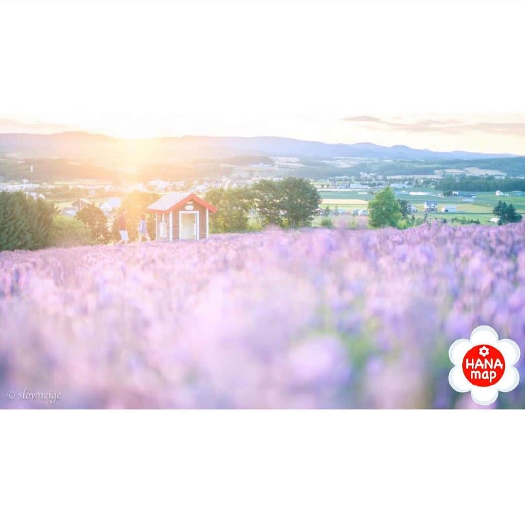 はなまっぷ❁日本の花風景さんのインスタグラム写真 - (はなまっぷ❁日本の花風景Instagram)「はなまっぷ🌸心に残る花風景 *  @slowneige さんの  心に残る花風景に花まるを💮 * 人々の心にも花が咲く日本の美しい花風景をありがとうございます😊🌸 * 北海道　#日の出公園 Hinode Park, Hokkaido. * 🌼ラベンダーの花言葉📝🌼 繊細、優美 * ※〜6/30まで、春夏秋冬季節を問わず、みなさんの心に残る素敵な花風景をご紹介させていただいています。見頃や開園状況は各施設のHP等をご確認ください。 * 🌸•••🌸•••🌸•••🌸•••🌸•••🌸 * みなさんがこれまでに撮影された花風景の中から、 ✨1番✨心に残っているお写真に、 * #はなまっぷ #心に残る花風景 * の2つのタグを記載して、 ご参加いただけると嬉しいです。 既に投稿済みのものに追記も可。 （募集期間6月30日(火)まで） * たくさんのご参加お待ちしています😊 * #日本の美しい花風景#心に残る花風景#花#花言葉#風景#ラベンダー」6月15日 7時28分 - hanamap