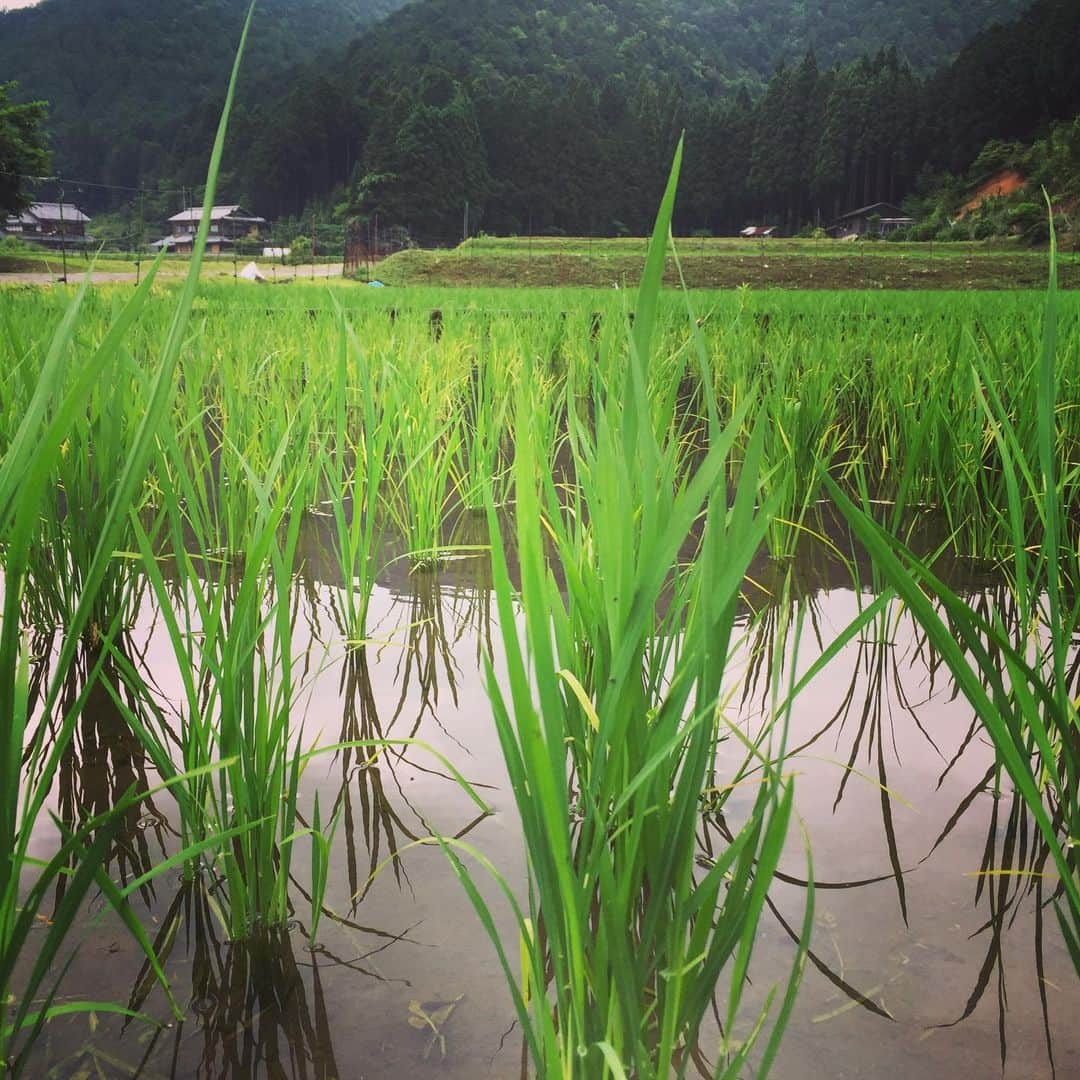 岸田繁さんのインスタグラム写真 - (岸田繁Instagram)「田」6月15日 7時50分 - kishidashigeru