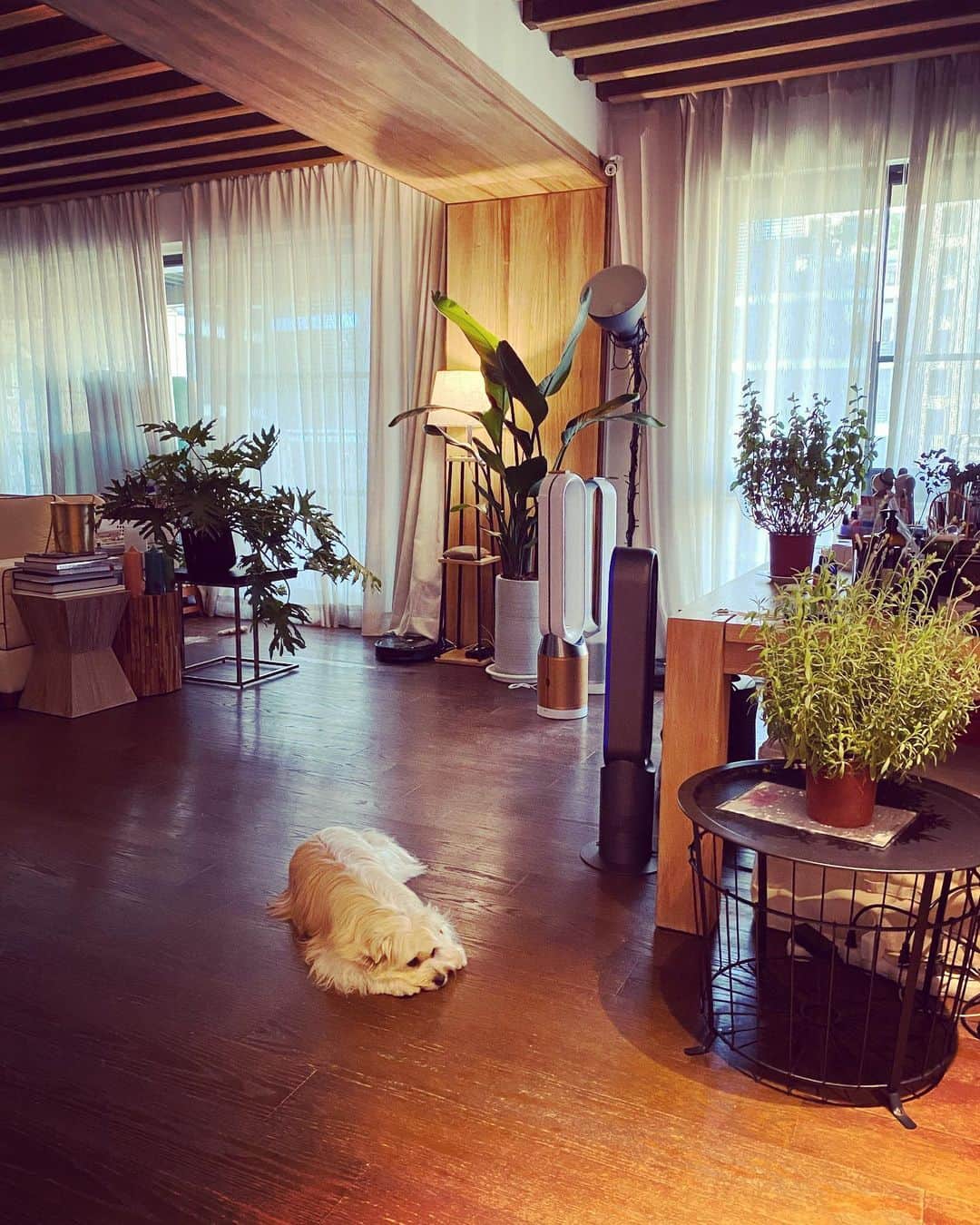 エルヴァ・シャオのインスタグラム：「Good morning world 🌞 #wateringplants #greatday #blessing」
