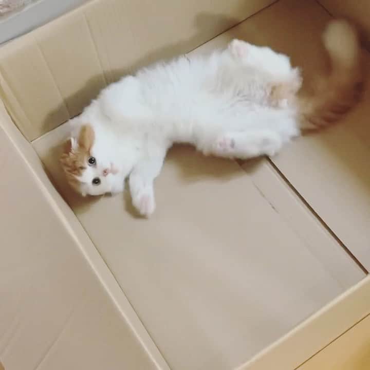 gammy08のインスタグラム：「段ボールに恋してしまったようだ📦💕. . . #cat #catstagram #catsofinstagram #catofthedays #ilovemycats #socute #cutecat #catlove #catlover #スコティッシュフォールド #長毛猫 #垂れ耳 #猫のいる生活 #つくも #ねこ #猫のいる暮らし #にゃんすたぐらむ」
