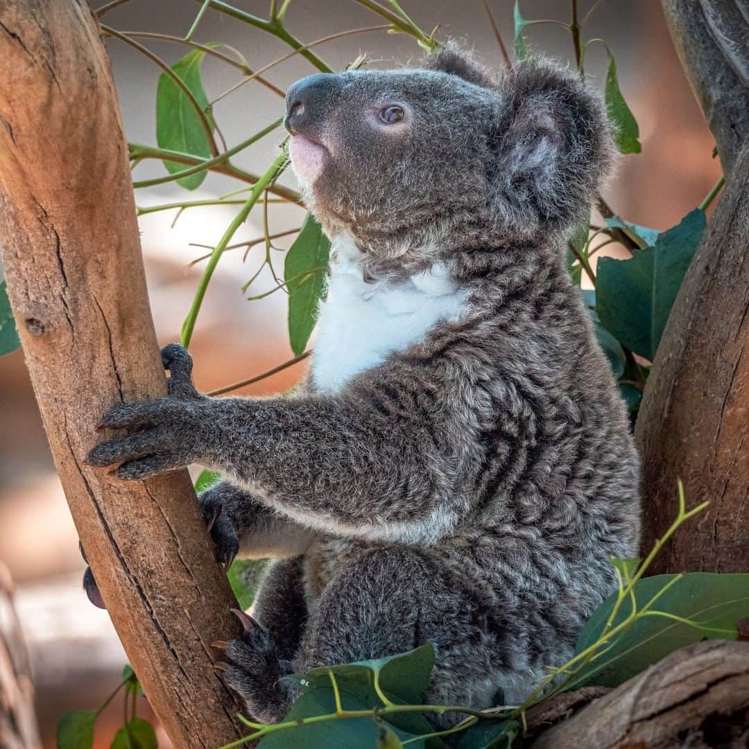 San Diego Zooさんのインスタグラム写真 - (San Diego ZooInstagram)「Things are looking up for little Omeo. The 11-month-old joey is spending more time exercising in the outdoor habitat and learning how to become a koalified tree-hugger. #SanDiegoZoo #Koalafornia #Koalas #TreeHugger 📷 Helene Hoffman」6月15日 8時00分 - sandiegozoo