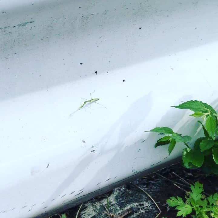 高橋文樹のインスタグラム：「赤ちゃんカマキリ #babymantis」
