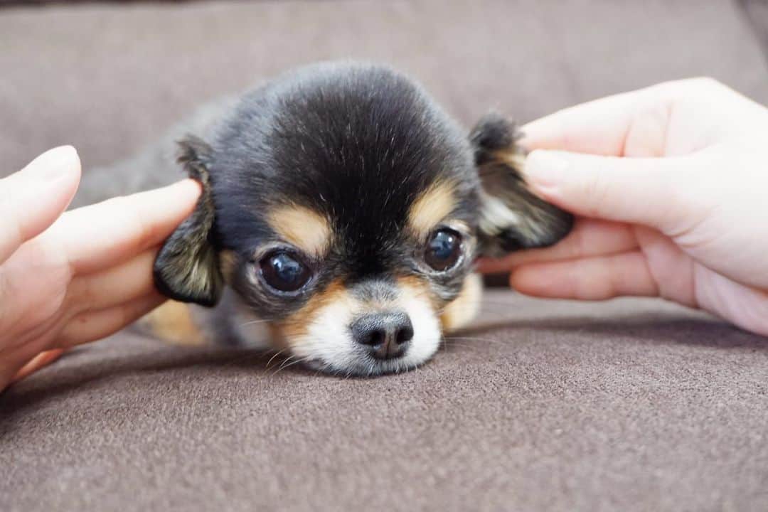梅田悠のインスタグラム：「耳折れUluさん🐶💕 #Uluさん #犬のいる暮らし  #ワンちゃん #チワワ #ブラックタンチワワ」