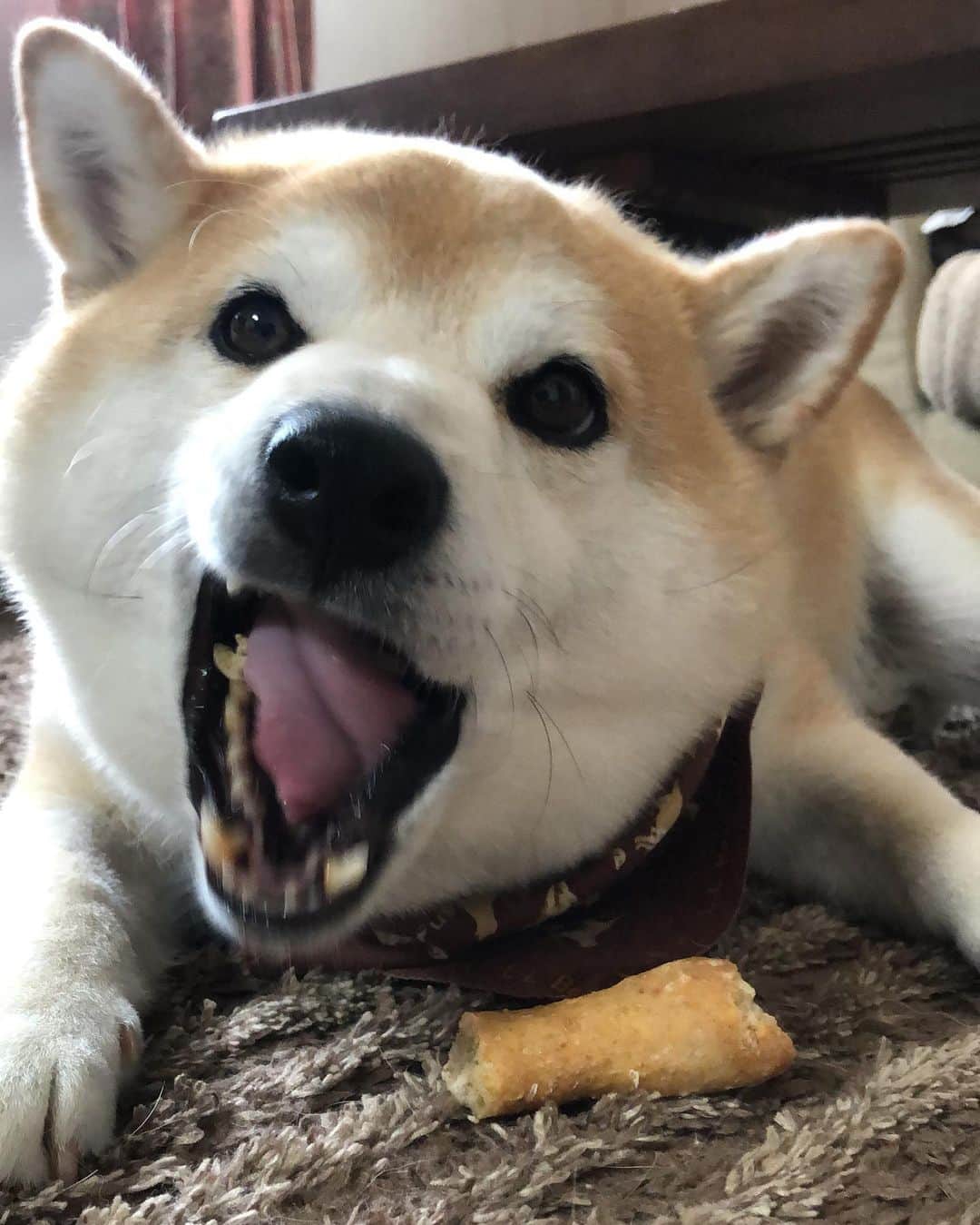 豆助左衛門（まめすけざえもん）さんのインスタグラム写真 - (豆助左衛門（まめすけざえもん）Instagram)「🐾 👣 豆ちゃま大好きな @obashcrust 🥯☕️ #オーバッシュクラスト さんの 『わんちゃんパン』❤️ （犬用塩抜きビスケット）  昨日お嫁ちゃんから @meganeandmiwa 🤓😊 のインスタライブで 豆ちゃんのパンの話ししてたよ！ とLINEがあり、嬉しくて録画させてもらいました。  めがねくんとみわこさん🤓☺️ post許可ありがとう❤️ また買いに行きます🥯  あ！通販でも買えるみたいです。 ストーリーに載せました✨✨ #PRじゃないよ #豆ちゃまのおやつ #メガネくん焙煎☕️ マスターがいい👨🏻 @coffeean1980 のコーヒーも好き　 ママはみわこさんが好き #きみとごはんと  #おなじものたべよう ✴︎ ✴︎ 実は、『わんちゃんパン』結婚式💒の時にも 💍使わせてもらいました✨✨ ✴︎ ✴︎ 2020年6月15日(月)☀️ 体にいいものをきちんと食べよう！ …………………………………………🖋 #徳島柴ちゃん会#マメスケざえもん#shiba#shibastagram #豆柴#shibainu #dog#日本#9gag @9gag @dog #柴犬がいる暮らし #狗  #proudshibas #りんりん部#柴犬#시바견#一只狗#animalland #西巴犬 #サンデイ #anicas #徳島 #いぬすたぐらむ  #柴犬大好き」6月15日 8時50分 - mamesukezaemon