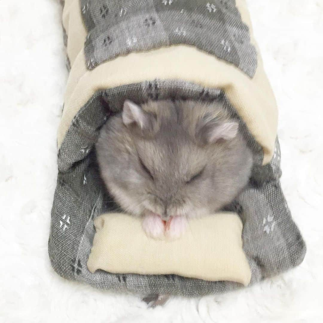 hamster_mocoのインスタグラム