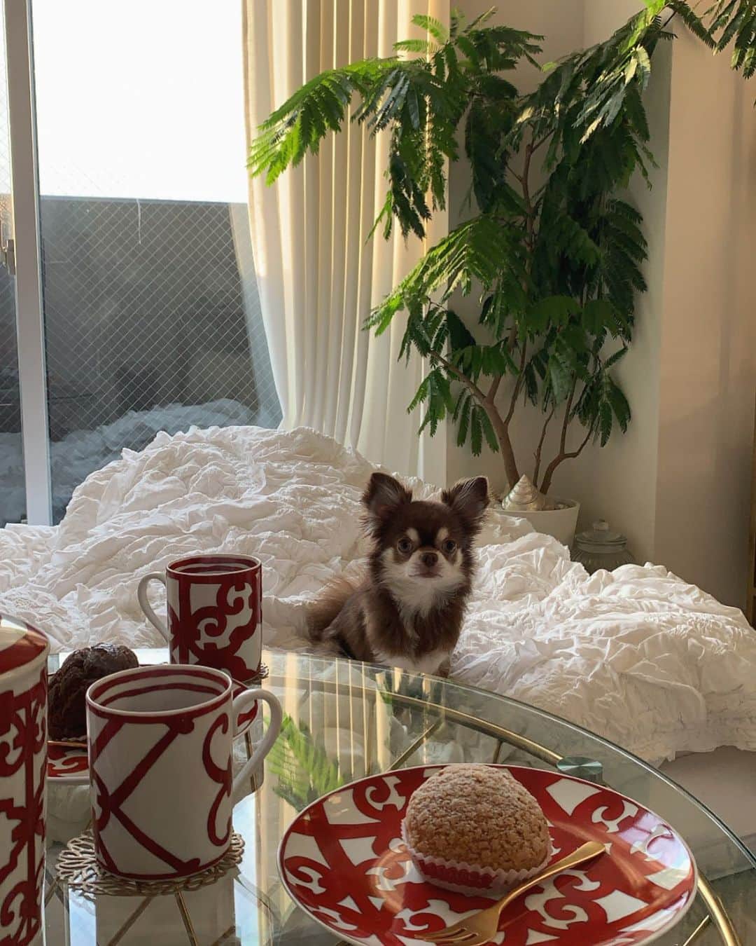Tomomi Teradaのインスタグラム：「🐶🌞🍰☕️ #本日のチュロ」