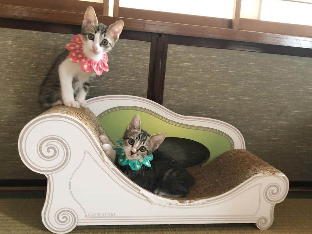 maimocotoさんのインスタグラム写真 - (maimocotoInstagram)「#チームなにぬねの ❤︎ のの&にこ✨ 保護部屋は2人になったけど、元気いっぱいです💨 仲良しでいつも一緒に寝ていて、可愛い兄妹。今週中に新しいおうちへ旅立ちます🏠 それと入れ替わりくらいに、新入り子猫も来る予定ですよ🐯お楽しみに♪ ＊ ＊  ぬーたろーとななみの里親さんがアカウント作ってくれて、昨日からたくさん写真をアップしてくれてます❤︎良かったら覗いてみてね！（　@gnunana_hamaneco ） ＊ ＊ 『ぼくたちはふたりで一緒のお家でくらせるから、さみしくなんかないんだ！』 ＊ ＊ #仲良し兄妹 #ザビエル首輪 #ザビエラー ＊ ＊ 先日、こちらでもお願いさせていただいた、FIPの黒猫アブー君の治療費のクラウドファンディング。なんと、目標額、達成いたしました。応援してご協力いただいた皆様、本当にありがとうございました🙇‍♀️おかげさまでアブー君は日に日に元気です！治療が終わったら軽井沢の里親さんのお家へ行くので、私も会いに行ってきますね♪また、リポートさせてください😊」6月15日 18時19分 - maihimemoco
