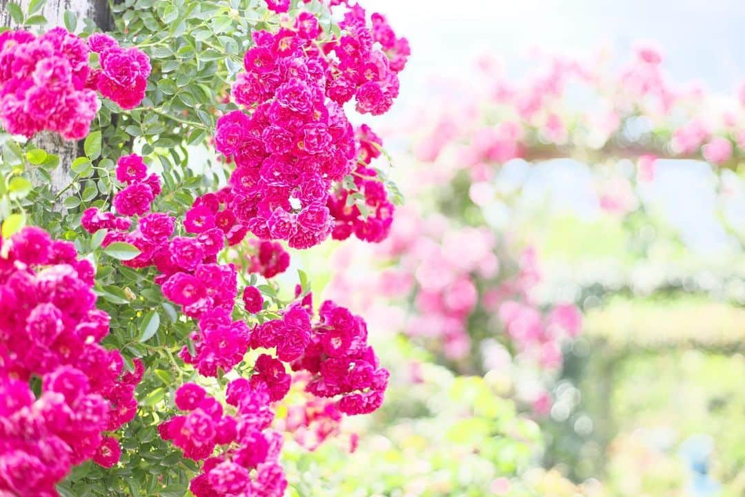 kiccyomuのインスタグラム：「☁️ 2020.06.15 Mon #京成バラ園 綺麗に咲いてた #薔薇 🌹 年パスで好きな時に行けるとイイね😊 #心に花を * 今週も元気に🤗 * location #千葉 📷撮影 2020年06月07日」