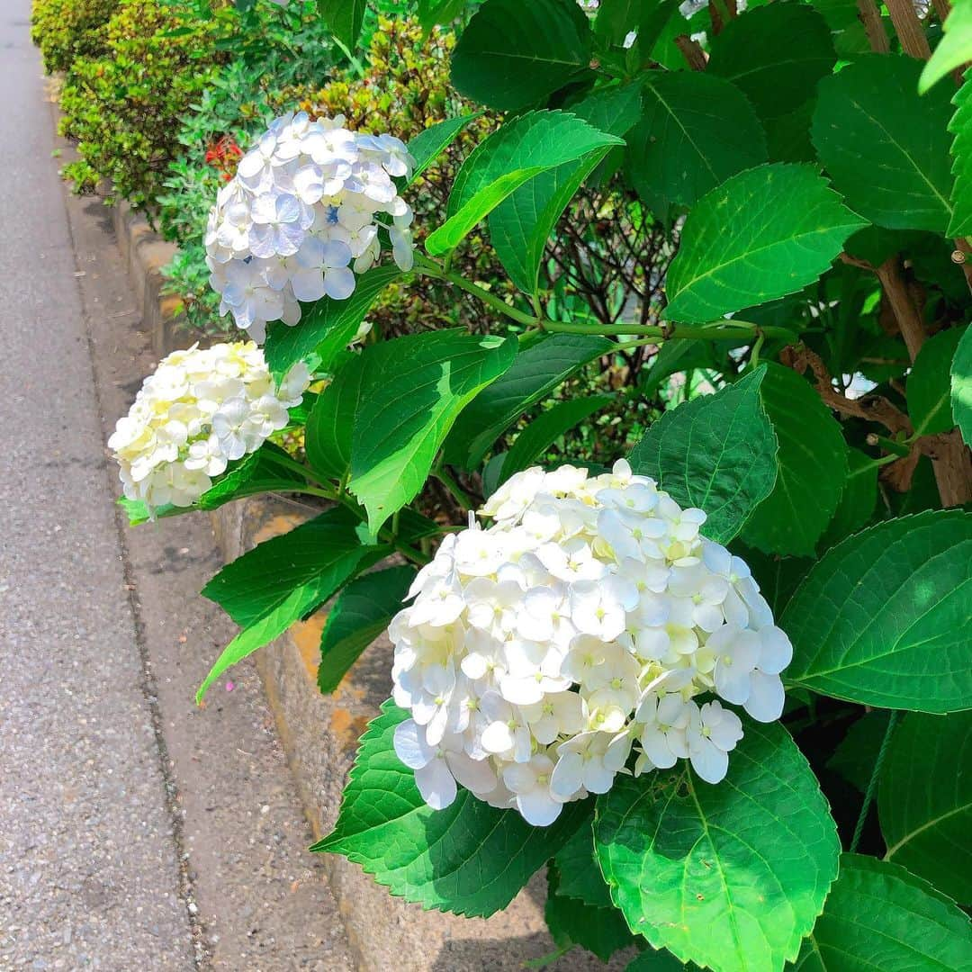 真麻さんのインスタグラム写真 - (真麻Instagram)「紫陽花が綺麗に咲く6月、梅雨入りって言うけど今日の東京は真夏日和でした🌞チャリがそろそろキツいかな？ʬʬʬ焼けるからねぇ🚲 ✩.*˚ 最近はあつ森熱がだいぶ冷めて、資格試験に向けて気持ちが向かってます💪(´･_･`💪)あ、そうじゃなきゃまずいしねwコロナ自粛では何だか全てにやる気を失って、ゲームの世界に支えられてた気が今となっては感じるよ🎮✨それも人生、今までの私の悲惨な時期からすればなんのそのよ🤣今1番幸せなのは彼と平和に過ごせることであり、穏やかに2人の時間が流れる毎日に忘れてはいけない感謝を込めて💕 ✩.*˚ 紫の紫陽花は会社でお世話になっている銀行さん前にて📸④⑤枚目は千葉松戸駅からてくてく歩いていたら見つけたよ✌️懐かしい松戸…大好きな親友の地元☺️ ✩.*˚ 緊急事態宣言解除とは言え油断はならぬだし、人混みは嫌💦夜の街も避けているし特に歌舞伎町は皆様気をつけて下さい、今色んな意味で危ない(*ﾟ-ﾟ)昔ってか数年前はあれだけ毎日入り浸っていたのに、今じゃ怖くなりましたよ…生活がガラッと変わったからそうなるのも普通かな(。・_・。)ノ ✩.*˚ 中小企業診断士の試験を受ける方がいたら、是非一緒に頑張りましょう‪📖☡✍️‬ライバルだけど、仲間ヽ(・∀・)人(・∀・)ノ✨うん❗頑張る人好きです🎶私も結果にコミットー🤩 ✩.*˚ ✩.*˚ ✩.*˚ #梅雨入り #紫陽花の季節 #お花 #お花好きな人と繋がりたい  #コロナ自粛解除 #コロナ油断禁物 #緊急事態宣言解除されたけど  #歌舞伎町 #夜の街 #主婦 #中小企業診断士 #国家試験 #医療機関の皆様ありがとうございます #感謝の気持ちを忘れずに」6月15日 19時01分 - masaaoyama3