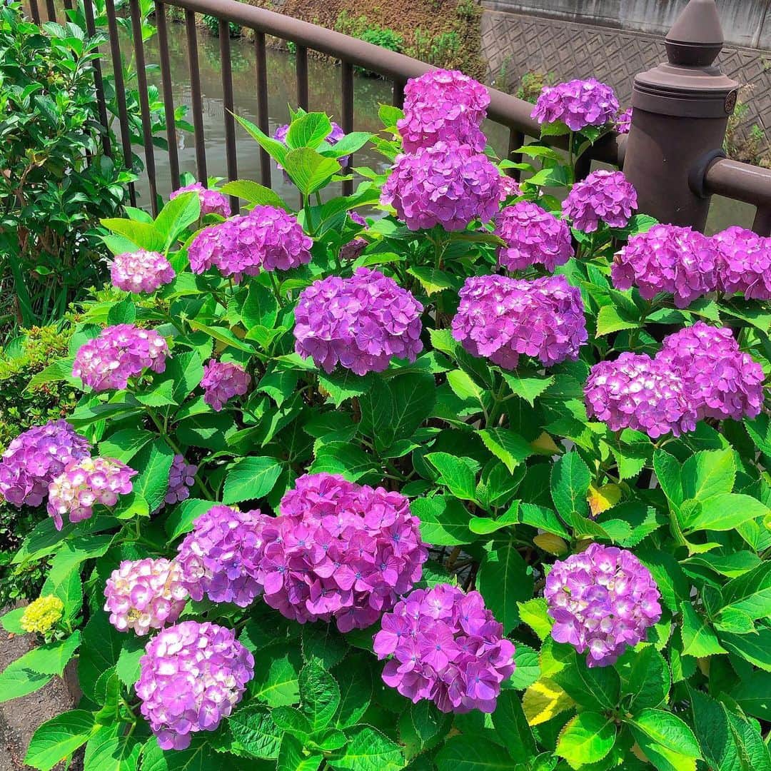 真麻さんのインスタグラム写真 - (真麻Instagram)「紫陽花が綺麗に咲く6月、梅雨入りって言うけど今日の東京は真夏日和でした🌞チャリがそろそろキツいかな？ʬʬʬ焼けるからねぇ🚲 ✩.*˚ 最近はあつ森熱がだいぶ冷めて、資格試験に向けて気持ちが向かってます💪(´･_･`💪)あ、そうじゃなきゃまずいしねwコロナ自粛では何だか全てにやる気を失って、ゲームの世界に支えられてた気が今となっては感じるよ🎮✨それも人生、今までの私の悲惨な時期からすればなんのそのよ🤣今1番幸せなのは彼と平和に過ごせることであり、穏やかに2人の時間が流れる毎日に忘れてはいけない感謝を込めて💕 ✩.*˚ 紫の紫陽花は会社でお世話になっている銀行さん前にて📸④⑤枚目は千葉松戸駅からてくてく歩いていたら見つけたよ✌️懐かしい松戸…大好きな親友の地元☺️ ✩.*˚ 緊急事態宣言解除とは言え油断はならぬだし、人混みは嫌💦夜の街も避けているし特に歌舞伎町は皆様気をつけて下さい、今色んな意味で危ない(*ﾟ-ﾟ)昔ってか数年前はあれだけ毎日入り浸っていたのに、今じゃ怖くなりましたよ…生活がガラッと変わったからそうなるのも普通かな(。・_・。)ノ ✩.*˚ 中小企業診断士の試験を受ける方がいたら、是非一緒に頑張りましょう‪📖☡✍️‬ライバルだけど、仲間ヽ(・∀・)人(・∀・)ノ✨うん❗頑張る人好きです🎶私も結果にコミットー🤩 ✩.*˚ ✩.*˚ ✩.*˚ #梅雨入り #紫陽花の季節 #お花 #お花好きな人と繋がりたい  #コロナ自粛解除 #コロナ油断禁物 #緊急事態宣言解除されたけど  #歌舞伎町 #夜の街 #主婦 #中小企業診断士 #国家試験 #医療機関の皆様ありがとうございます #感謝の気持ちを忘れずに」6月15日 19時01分 - masaaoyama3