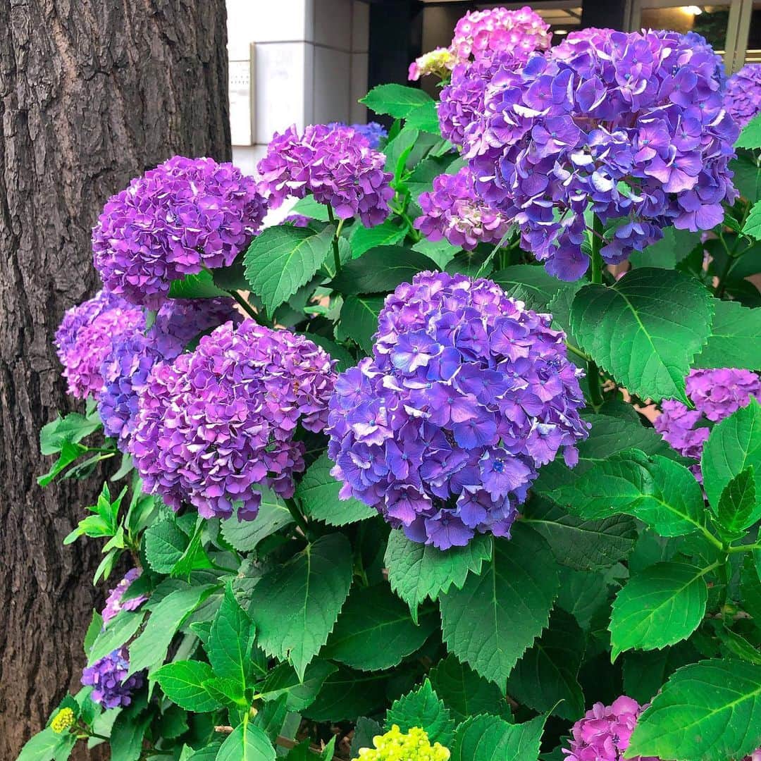 真麻さんのインスタグラム写真 - (真麻Instagram)「紫陽花が綺麗に咲く6月、梅雨入りって言うけど今日の東京は真夏日和でした🌞チャリがそろそろキツいかな？ʬʬʬ焼けるからねぇ🚲 ✩.*˚ 最近はあつ森熱がだいぶ冷めて、資格試験に向けて気持ちが向かってます💪(´･_･`💪)あ、そうじゃなきゃまずいしねwコロナ自粛では何だか全てにやる気を失って、ゲームの世界に支えられてた気が今となっては感じるよ🎮✨それも人生、今までの私の悲惨な時期からすればなんのそのよ🤣今1番幸せなのは彼と平和に過ごせることであり、穏やかに2人の時間が流れる毎日に忘れてはいけない感謝を込めて💕 ✩.*˚ 紫の紫陽花は会社でお世話になっている銀行さん前にて📸④⑤枚目は千葉松戸駅からてくてく歩いていたら見つけたよ✌️懐かしい松戸…大好きな親友の地元☺️ ✩.*˚ 緊急事態宣言解除とは言え油断はならぬだし、人混みは嫌💦夜の街も避けているし特に歌舞伎町は皆様気をつけて下さい、今色んな意味で危ない(*ﾟ-ﾟ)昔ってか数年前はあれだけ毎日入り浸っていたのに、今じゃ怖くなりましたよ…生活がガラッと変わったからそうなるのも普通かな(。・_・。)ノ ✩.*˚ 中小企業診断士の試験を受ける方がいたら、是非一緒に頑張りましょう‪📖☡✍️‬ライバルだけど、仲間ヽ(・∀・)人(・∀・)ノ✨うん❗頑張る人好きです🎶私も結果にコミットー🤩 ✩.*˚ ✩.*˚ ✩.*˚ #梅雨入り #紫陽花の季節 #お花 #お花好きな人と繋がりたい  #コロナ自粛解除 #コロナ油断禁物 #緊急事態宣言解除されたけど  #歌舞伎町 #夜の街 #主婦 #中小企業診断士 #国家試験 #医療機関の皆様ありがとうございます #感謝の気持ちを忘れずに」6月15日 19時01分 - masaaoyama3