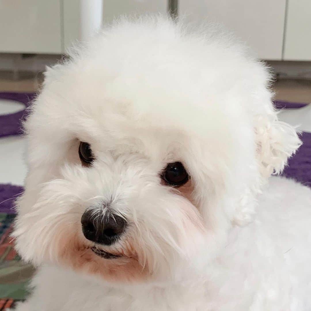 セロリのインスタグラム：「【ありのまま】 前投稿のコメント欄にたくさんの温かいお声をいただき、ありがとうございました。 お見苦しいかもしれませんが、アレルギー症状の出ているいくらの「ありのまま」を投稿していくつもりです。 茶色くっても白くっても、いくらは世界に「いくら」だけなので。。。 どうぞ、よろしくお願いします。 #maltese #マルチーズ #アレルギー #あつまれどうぶつの森 #あつ森」