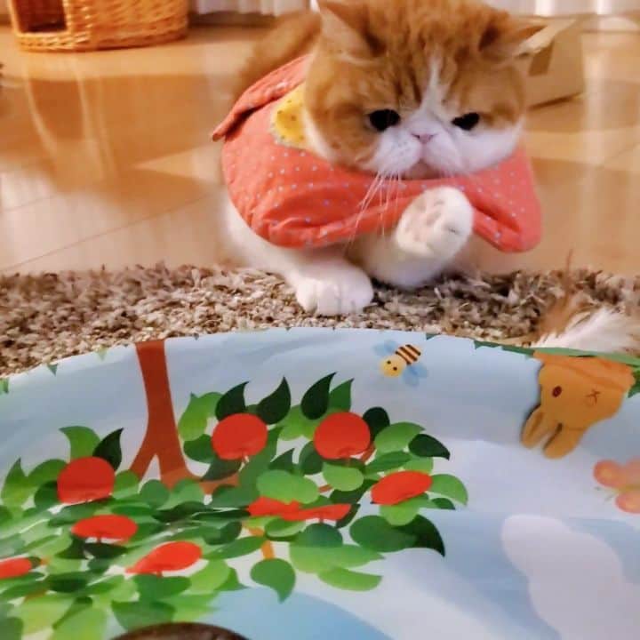 のインスタグラム：「🐯♥️ 黒目きょろきょろ♥️ くりーむぱんぽふぽふ♥️ はぁー🥰 たまりゃん♥️ ・ ・ ・ #猫壱#ラブリードンキ」