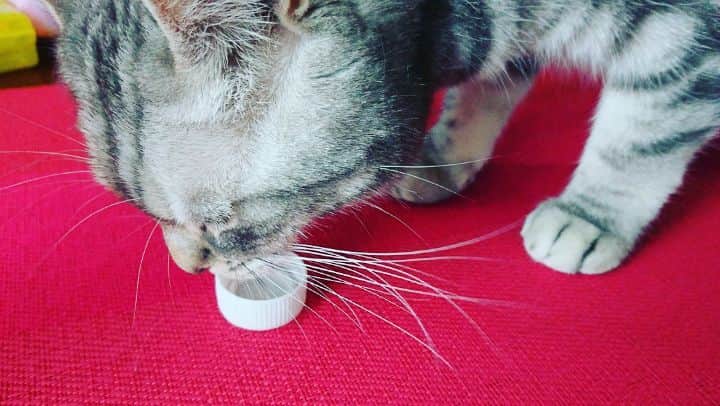 のインスタグラム：「お水はね、ペットボトルのふたで飲むととってもおいちいのよ🐈💘 by シェーン  毎日、おーとっとっとって お酌させられてます(笑)🍶 by みずほ  #🐈 #猫 #猫部 #ねこあつめ #シェーン #猫がいる幸せ #猫好きさんとつながりたい #にゃんこ部 #nocatnolife #catlover ##catsofinstagram #catstagram #cat #catstagram_japan #cats_of_instagram #cats_of_day #cats🐱 #伊勢みずほ」