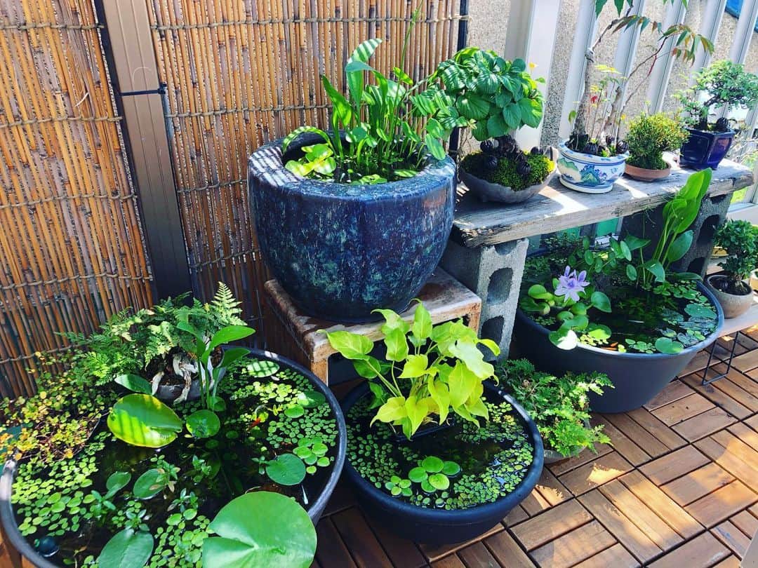 金成公信のインスタグラム：「Feel calm. Ochitsuku.  #盆栽 #bonsai #bonsaijapan #japanesebonsai #wabisabi #bonsailovers #bonsailife #bonsaitree #bonsaiart #bonsaigram #bonsaiworld #plants #tree #greenlife #greenlifestyle #苔 #moss #睡蓮 #睡蓮鉢 #ビオトープ #biotope #メダカ #waterlilybowls」