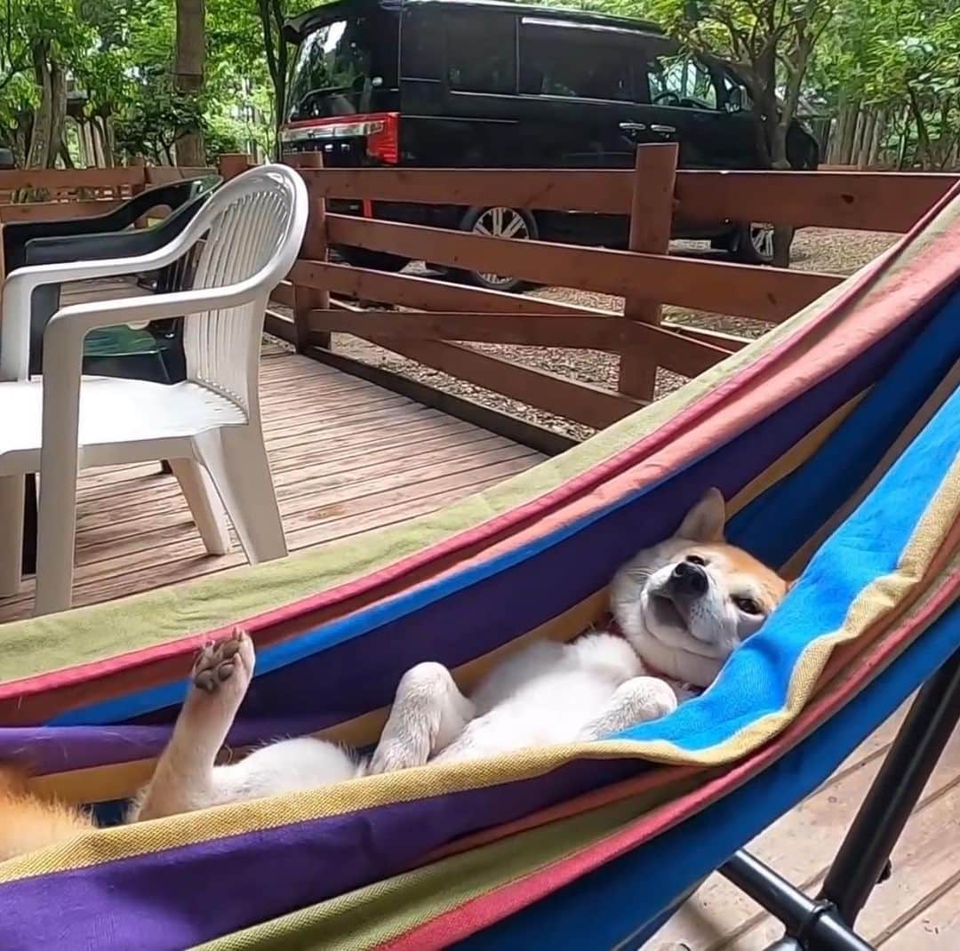 柴犬小春のインスタグラム