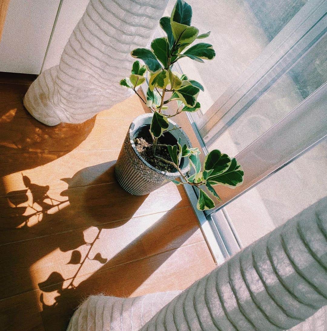 大川成美さんのインスタグラム写真 - (大川成美Instagram)「夏日和…🍉 ． 窓を開けて揺れるカーテン アイスを食べて好きな音楽をきく ． 影さえ愛おしい。 ． ． #わたしの絶景 #おうち時間」6月15日 12時14分 - naru_coco