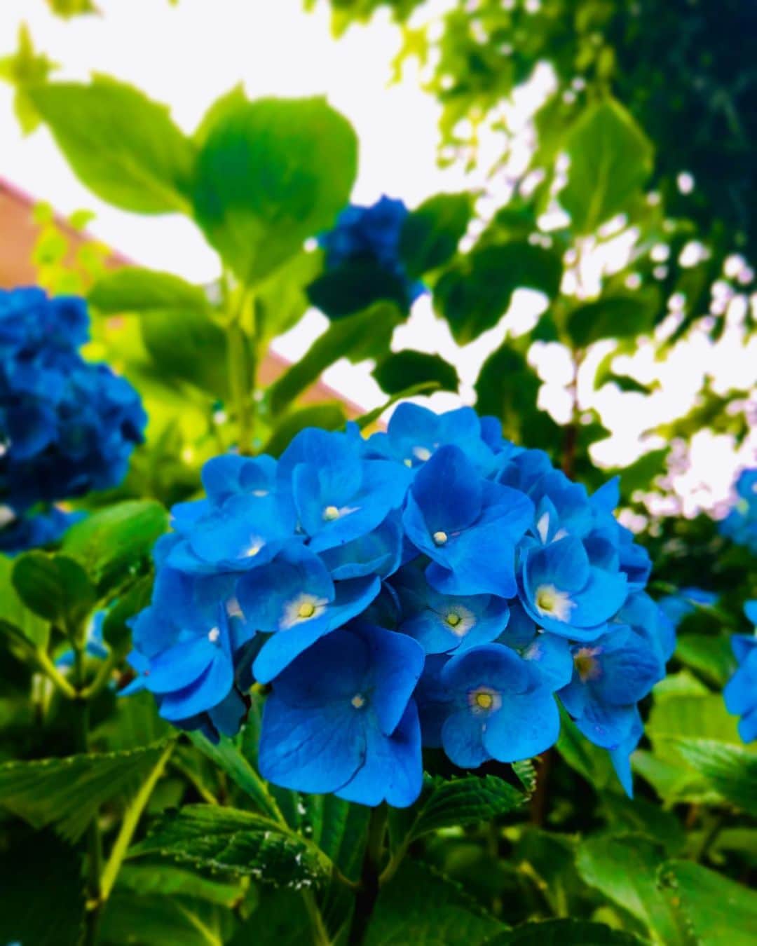 大越かず江さんのインスタグラム写真 - (大越かず江Instagram)「✨私みたい✨  Blueの紫陽花に強く惹かれる(◡‿◡ฺ✿)❁⃘*.ﾟ  Blueの紫陽花は『辛抱強い愛情』✨ なんだか私に似てるかな ꒰◍•̤ु௰•̤ु꒱.๐♡.๐＊ ✨ Like me ✨  I am strongly attracted to the blue hydrangea (◡‿◡ฺ✿)❁⃘*.ﾟ  Blue hydrangea is "patient love"✨ Somehow it resembles me ꒰◍•̤ु௰•̤ु꒱.๐♡.๐＊  #トレーニング女子 #trainingday #sexy #セクシー系 #ジム女子 #loveislove #dream #梅雨 #女優好きな人と繋がりたい #美意識高い人と繋がりたい #コスメ好きさんと繋がりたい #rainyseason #幸福 #happy #東京 #tokyo #日本 #japan #おうち時間 #hometime #コロナに負けるな #hydrangea #ウォーキング女子 #美魔女モデル #actress #followforfollowback #紫陽花 #loveyou #筋トレ女子 #ダイエット仲間」6月15日 12時16分 - bluemoonseasky