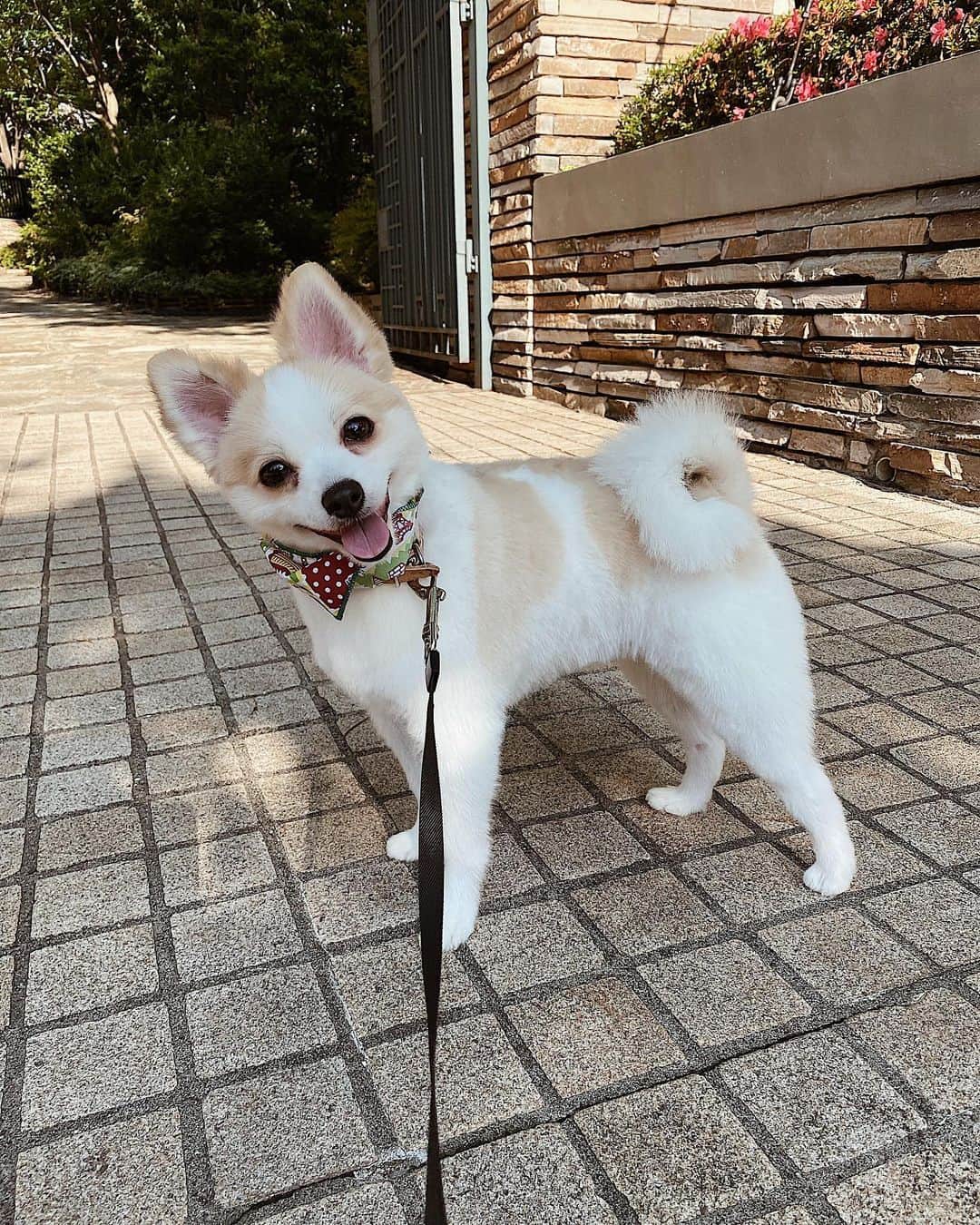 佐藤あずみのインスタグラム：「めちゃめちゃ可愛いんですけど🥺💗 今までのカットで一番なんですけど🥺💗 やっとトリミングサロン好みのところ見つかったんですけど🥺💗 . . . #ポメラニアンパーティーカラー #ポメラニアン #パーティカラー #ポメラニアン部 #ポメラニアン大好き #犬 #dog #doglovers #dogstagram #gn #大吉 #いぬすたぐらむ #柴犬カット #柴犬カットのポメラニアン #サマーカット」