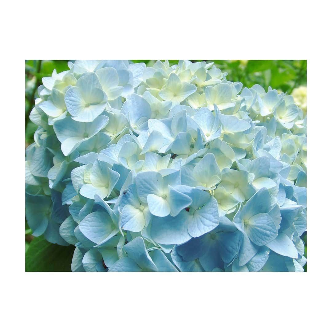 花村怜美のインスタグラム：「#紫陽花 #あじさい #花 #植物 #自然 #hydrangea #flower #flowers #flowerstagram #nature #plants #beautiful #japan」