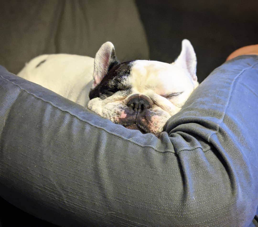 Manny The Frenchieのインスタグラム：「Back of the knees pillow, always the best!😴」